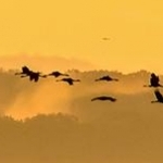 _04B8248 Grues sur le DER